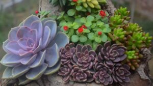 Come far fiorire le piante grasse