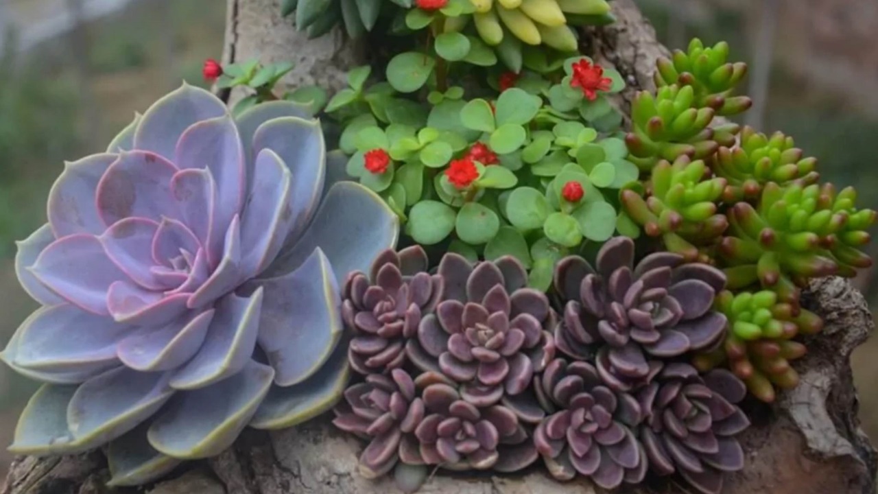 piante succulente