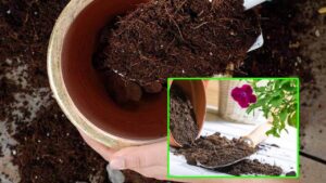 8 consigli che devi conoscere per scegliere il terriccio giusto per le piante