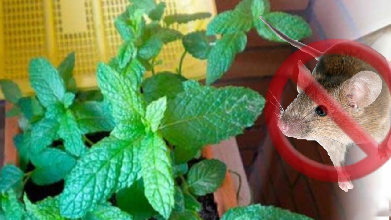 piante per allontanare i topi