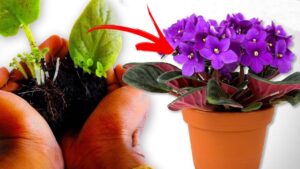 2 trucchetti semplici da eseguire per propagare la viola