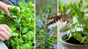 Le zanzare stanno per tornare: come tenerle lontane utilizzando le piante