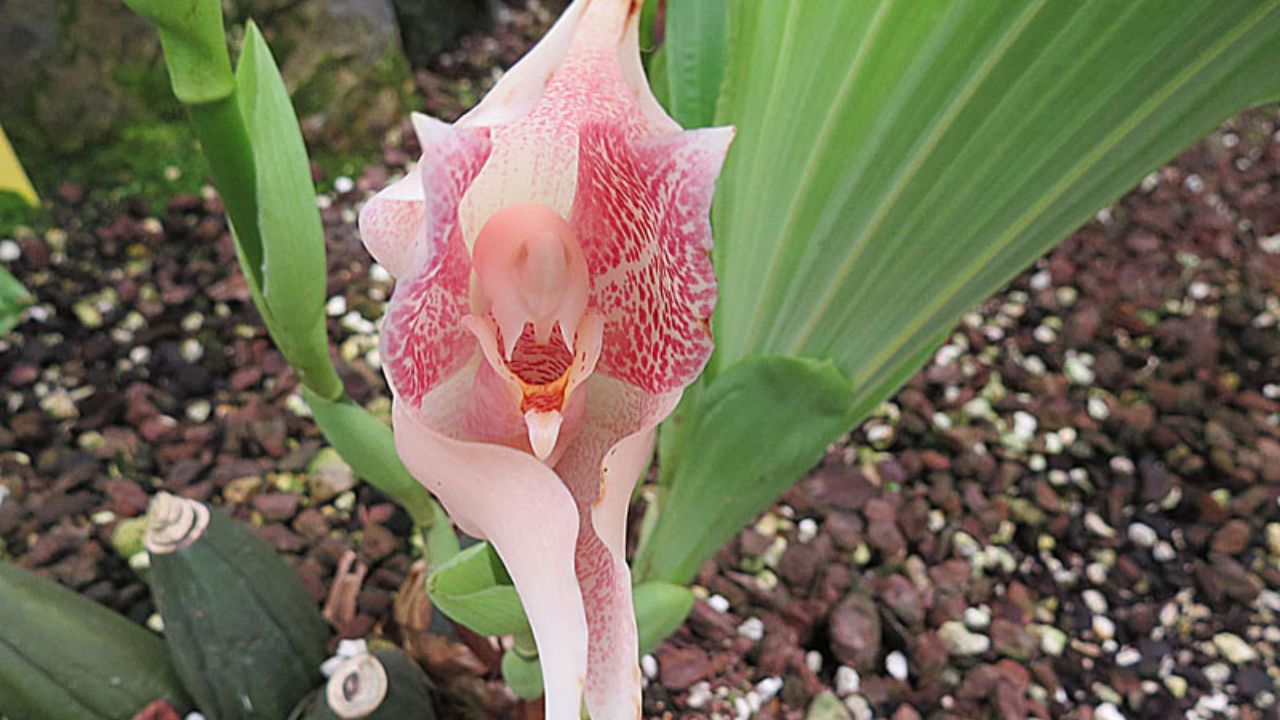 Culla di Venere rossa