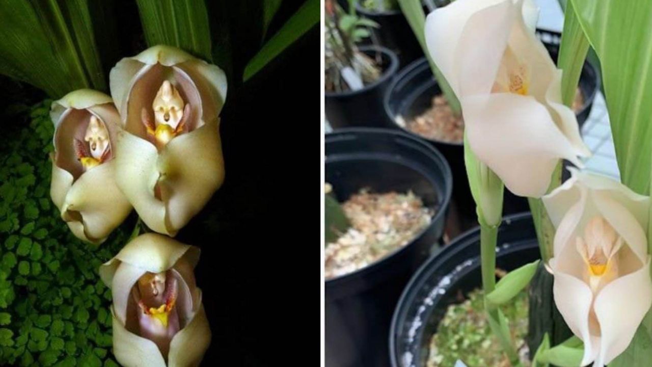 Anguloa Uniflora