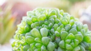 Haworthia Cooperi: come prendersi cura di questa pianta succulenta