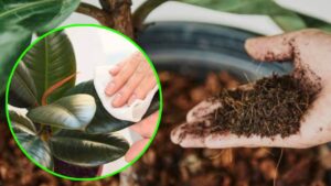 Come preparare le piante d’appartamento in primavera? Assicurati di fare così