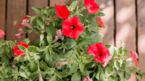 Vuoi una petunia sana e piena di fiori? Prova con questi semplici trucchetti