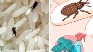 Trucchetti per allontanare i punteruoli del grano dal cibo e dalla dispensa