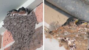 Vuoi rendere la tua casa ancora più accogliente per le rondini? Ecco qualche piccolo trucchetto