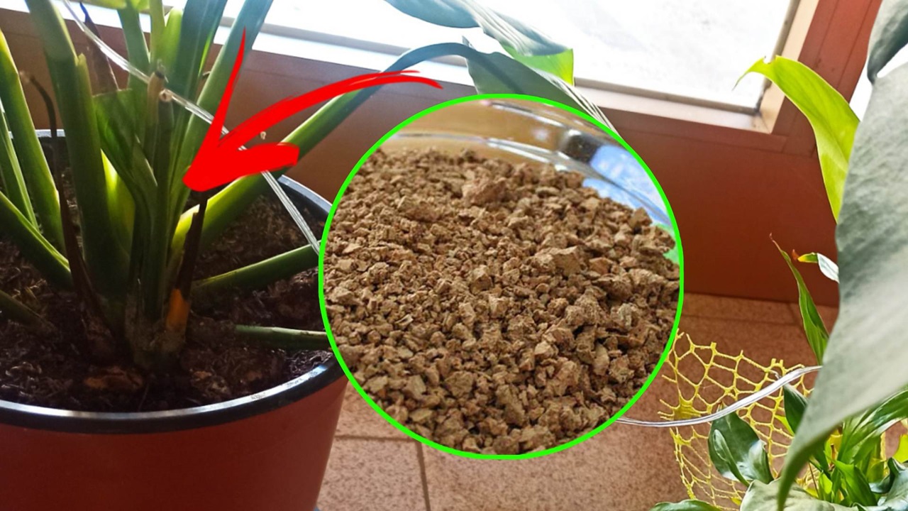 fertilizzante per piante