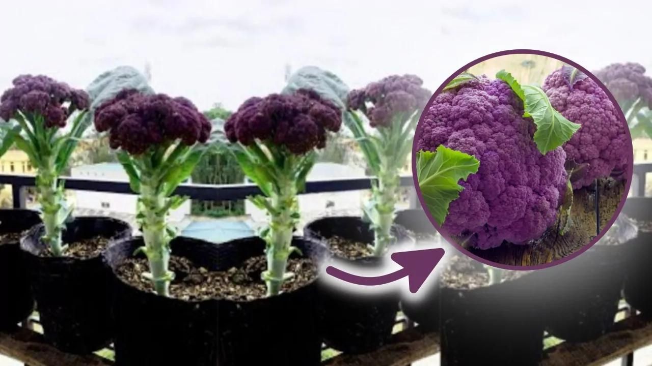 Coltivazione cavolfiore viola