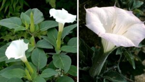 E’ un fiore stupendo ma la sua tossicità è elevata: è conosciuto anche come “tromba del diavolo”