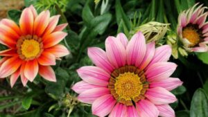 La guida con i trucchi e i consigli degli esperti per coltivare la Gazania