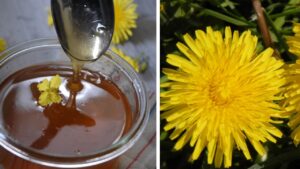 In passato veniva definito “miele dei poveri”, non tutti conoscono la storia del miele di tarassaco