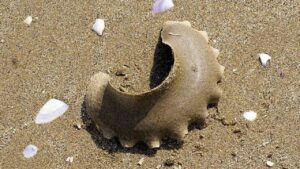 No, non sono pezzi di plastica abbandonati sulla spiaggia. Cosa sono davvero e perché non devi assolutamente toccarli