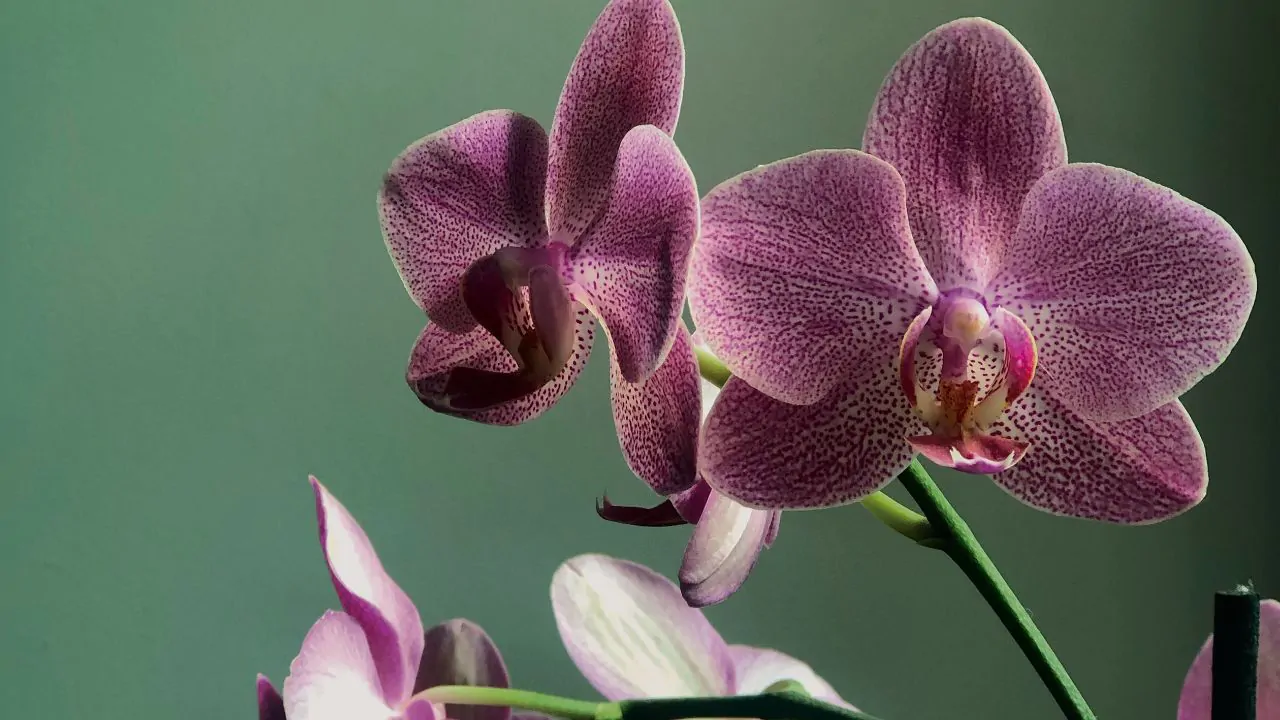 Primo piano orchidee