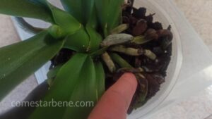 Non butterai mai più via le vecchie orchidee dopo aver visto questo trucco