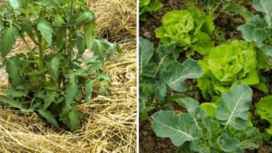 Questi sono gli ortaggi che hanno bisogno di poca acqua: farli crescere è molto più semplice di quello che credi