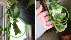 Perché il mio pothos ha le foglie arricciate? Cosa dovresti sapere