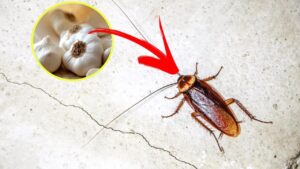 Lavando così il pavimento potrete risolvere il problema degli scarafaggi in casa: è fai da te ed economico