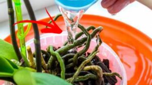 Acqua ossigenata per le tue piante, il trucchetto diffuso sul web