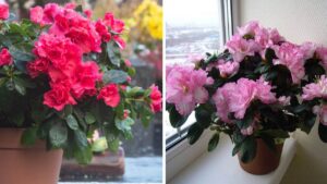 Gli errori che quasi tutti commettono quando portano a casa l’Azalea