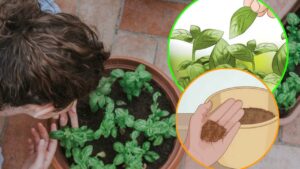 I 5 TRUCCHI dei giardinieri esperti per far durare di più il basilico a casa