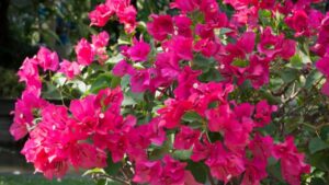 Hai appena acquistato una Bouganville? Ecco cosa devi fare quando arrivi a casa