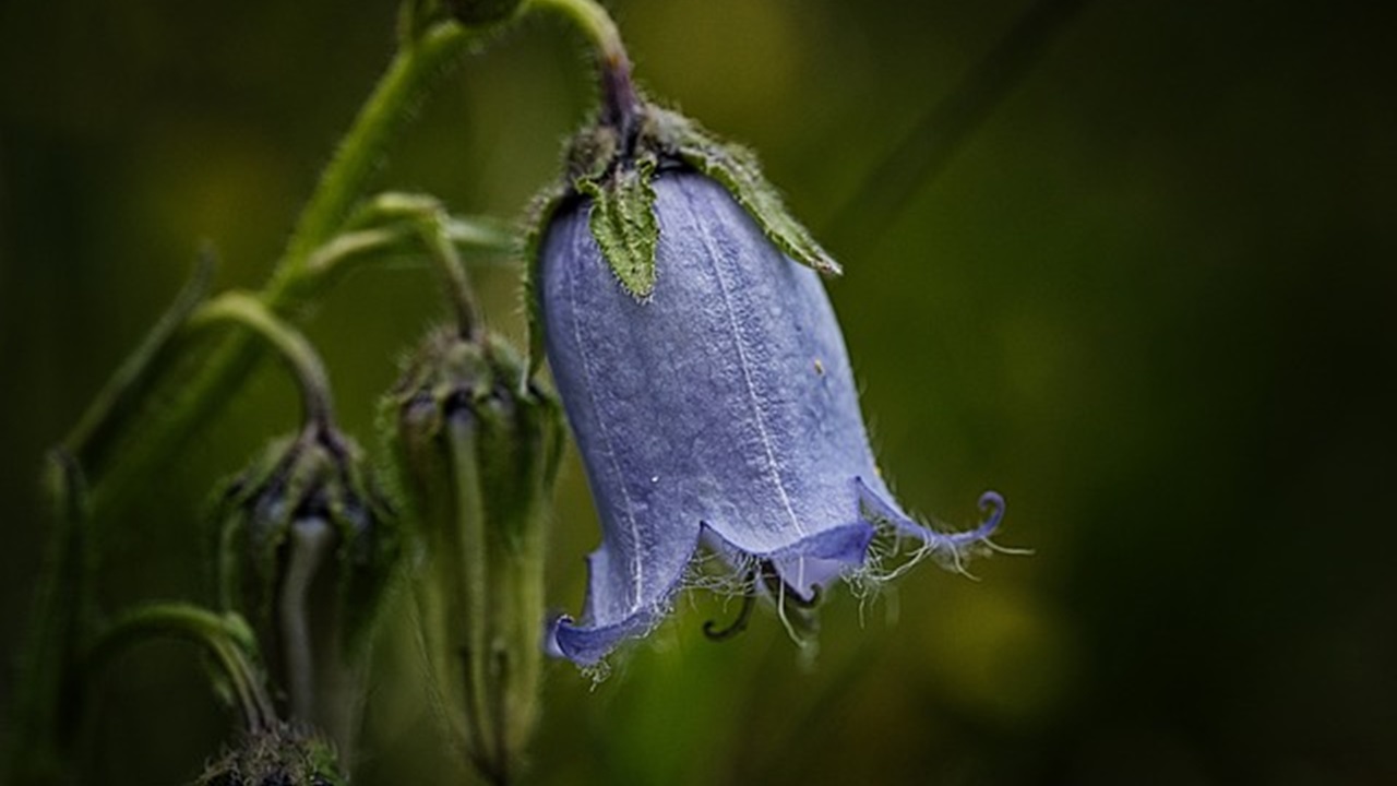 fiore di campanula