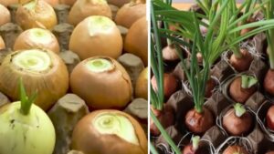 Cipolla nelle scatole delle uova, perché in molti lo stanno facendo: scopri anche tu il trucchetto