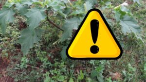 Attento a questa pianta nel tuo orto, è velenosissima: in molti la confondono