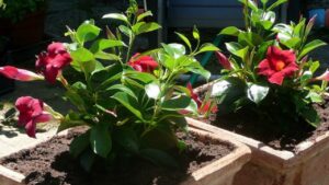 Hai mai sentito parlare della Dipladenia? È una pianta meravigliosa che devi assolutamente conoscere. Scopri tutte le sue caratteristiche