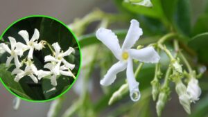 Falso gelsomino, come stimolare nuovi fiori