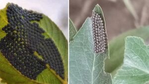 Se trovate queste uova sulle foglie delle piante non dovete eliminarle, potreste pentirvene: di cosa si tratta