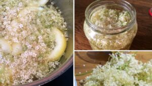 Fiori di sambuco: non tutti sanno come si fa questa bevanda che elimina le tossine, combatte la ritenzione idrica e la stitichezza