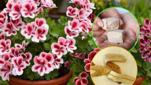 Vuoi avere gerani bellissimi sul tuo balcone? Allora devi concimarli così