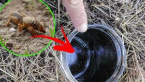 Questo è uno degli insetti più nocivi per l’orto, fai attenzione. Tutto quello che devi sapere