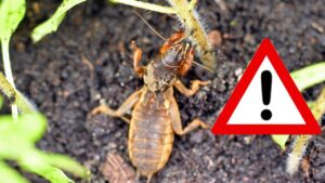 Attenzione, il grillotalpa distrugge tutto in pochissimo tempo. Ti diciamo come evitarlo e salvare il tuo raccolto