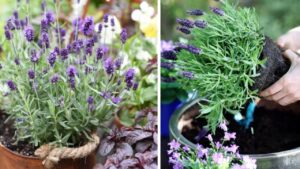Lavanda: 7 ottimi consigli per farla fiorire abbondantemente