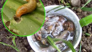 Come sbarazzarsi di limacce e lumache in giardino: i trucchetti degli esperti