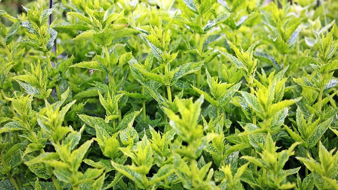 foglie di menta