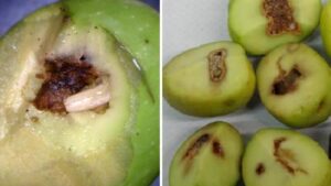 Mosca dell’olivo? Questo è quello che devi fare