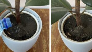 I metodi infallibili per proteggere le tue piante dai moscerini