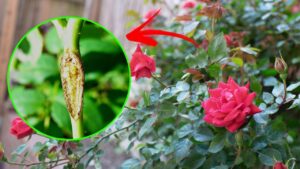 La tua pianta di rose è in pericolo? Cerca la cicatrice, solo così la salverai