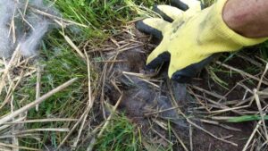 Prima di tagliare l’erba fermati un secondo e controlla con attenzione: potrebbe esserci questo animale nascosto