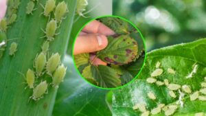 Stop afidi, cocciniglie e altri parassiti sulle tue piante. Prova questo rimedio ottimo anche contro le zanzare