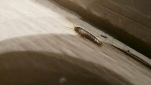 Pesciolini d’argento in casa? Prova questi 12 trucchetti per risolvere il problema