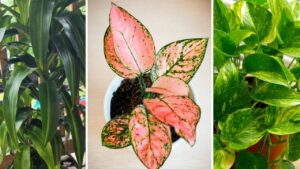 Uniche e bellissime. Queste sono le migliori piante che crescono anche senza luce