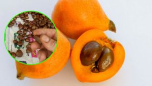 Non gettare via i semi delle Nespole, ecco cosa puoi farci
