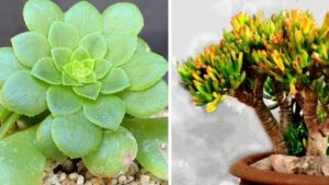 Piante grasse perfette da tenere in casa: quali sono e come curarle